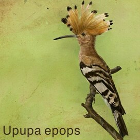 Иллюстрация Удода