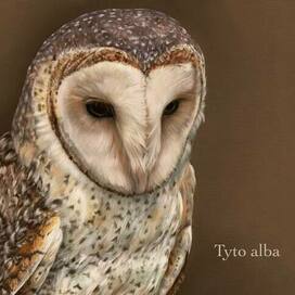 Иллюстрация Сипухи 