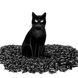 Самый черный кот