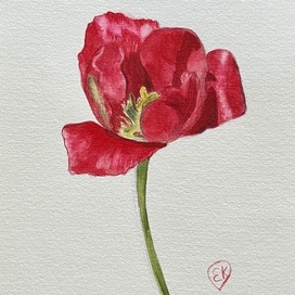 Акварель тюльпан