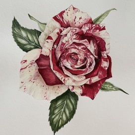 Роза Ботаническая иллюстрация