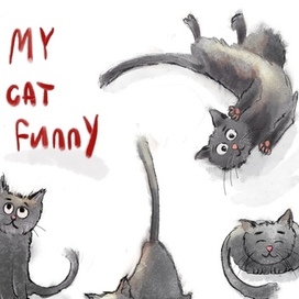 Cat Funny