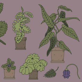 Комнатные растения 