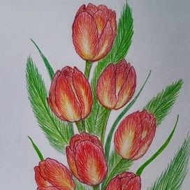 Tulip drawn with pencil