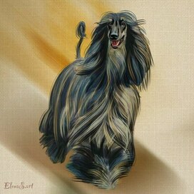 Afghan hound 