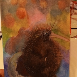 Птенец киви