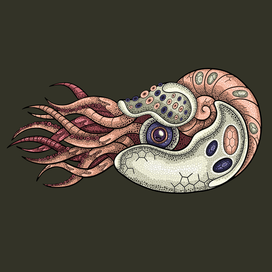 Nautilus