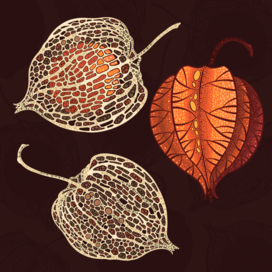 Physalis