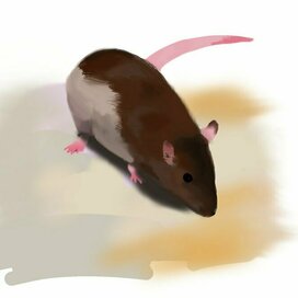 Домашнее животное