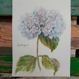 Гортензия, ботаническая зарисовка