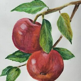 Яблоки Платона