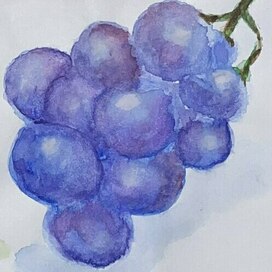 Кислый виноград