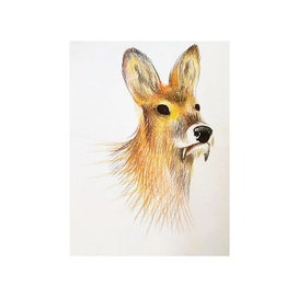 Иллюстрации животных 