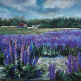 Люпиновое поле