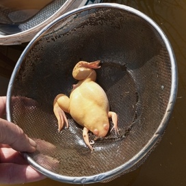 Царевна,часть2