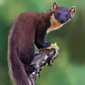 маленький хищник