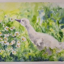 Ромашковая радость 