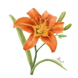 Цветок Лилейник