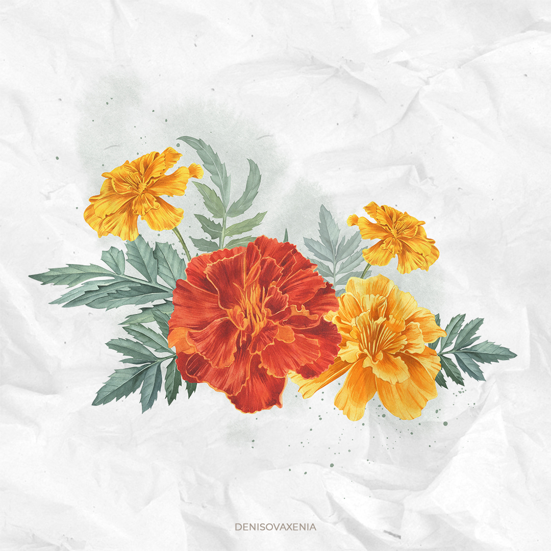 Бархатцы. Желтые и красные бутоны бархатцев. Акварельная иллюстрация.