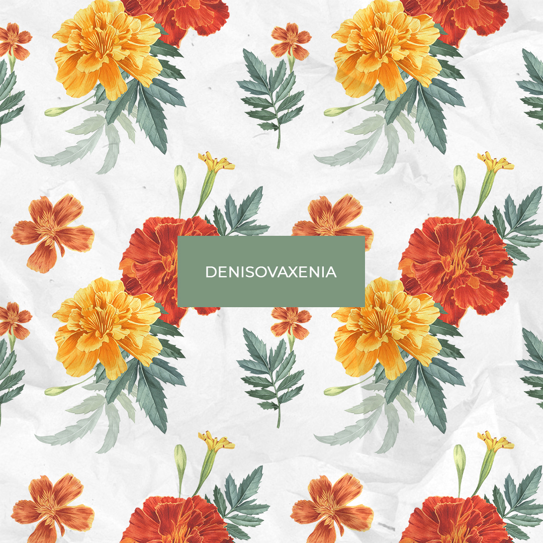 Бархатцы.Садовые цветы. Акварельная иллюстрация. Бесшовный узор