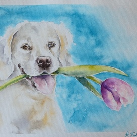 Дарю тебе тюльпан🌸