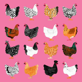 курочки курицы