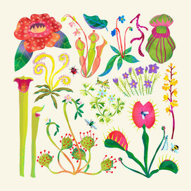 Хищные растения 