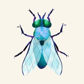 муха, насекомые, книга о природе