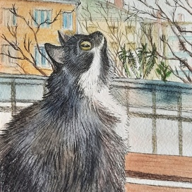 Кот на балконе