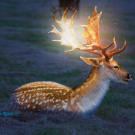 Magic deer🦌🌟