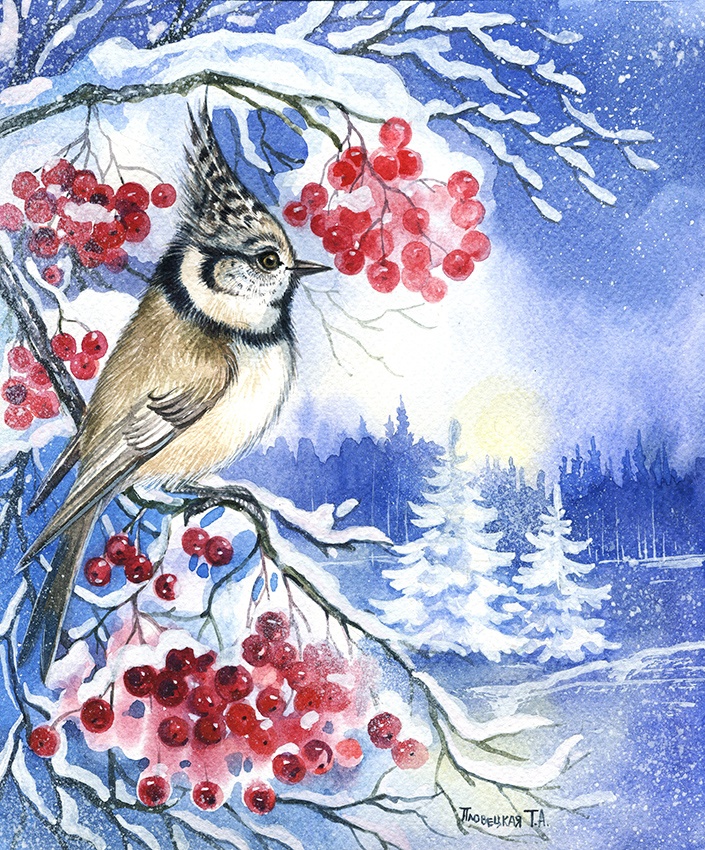 Еловая синица в рябине