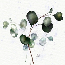 Ботаническая иллюстрация