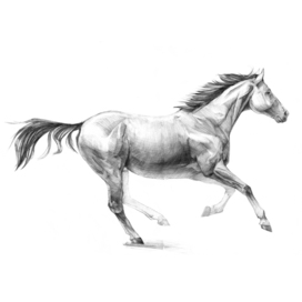 Чистокровная верховая лошадь 