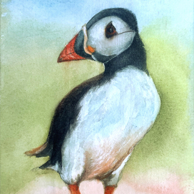 Атлантический паффин 