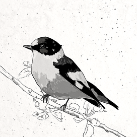 Серая мухоловка