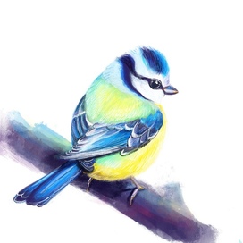 Обыкновенная лазоревка