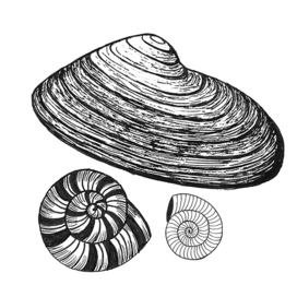 Ракушки. Эскиз для штампа. 