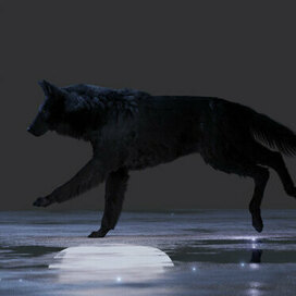 | Фрагмент из работы над анимацией канадского волка |