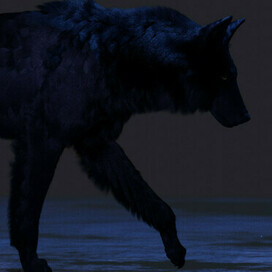 | Фрагмент из работы над анимацией канадского волка |