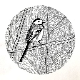 Белая трясогузка