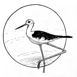 Ходулочник