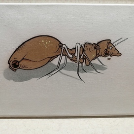 Kilo1 муравей