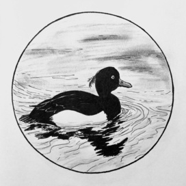 Хохлатая чернеть