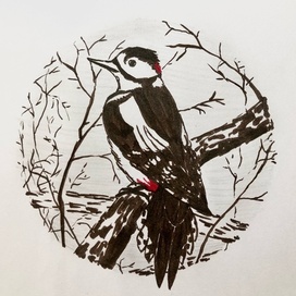 Большой пёстрый дятел