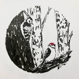 Малые пёстрые дятлы