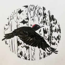 Желна (большой чёрный дятел)