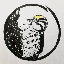 Трёхпалый дятел