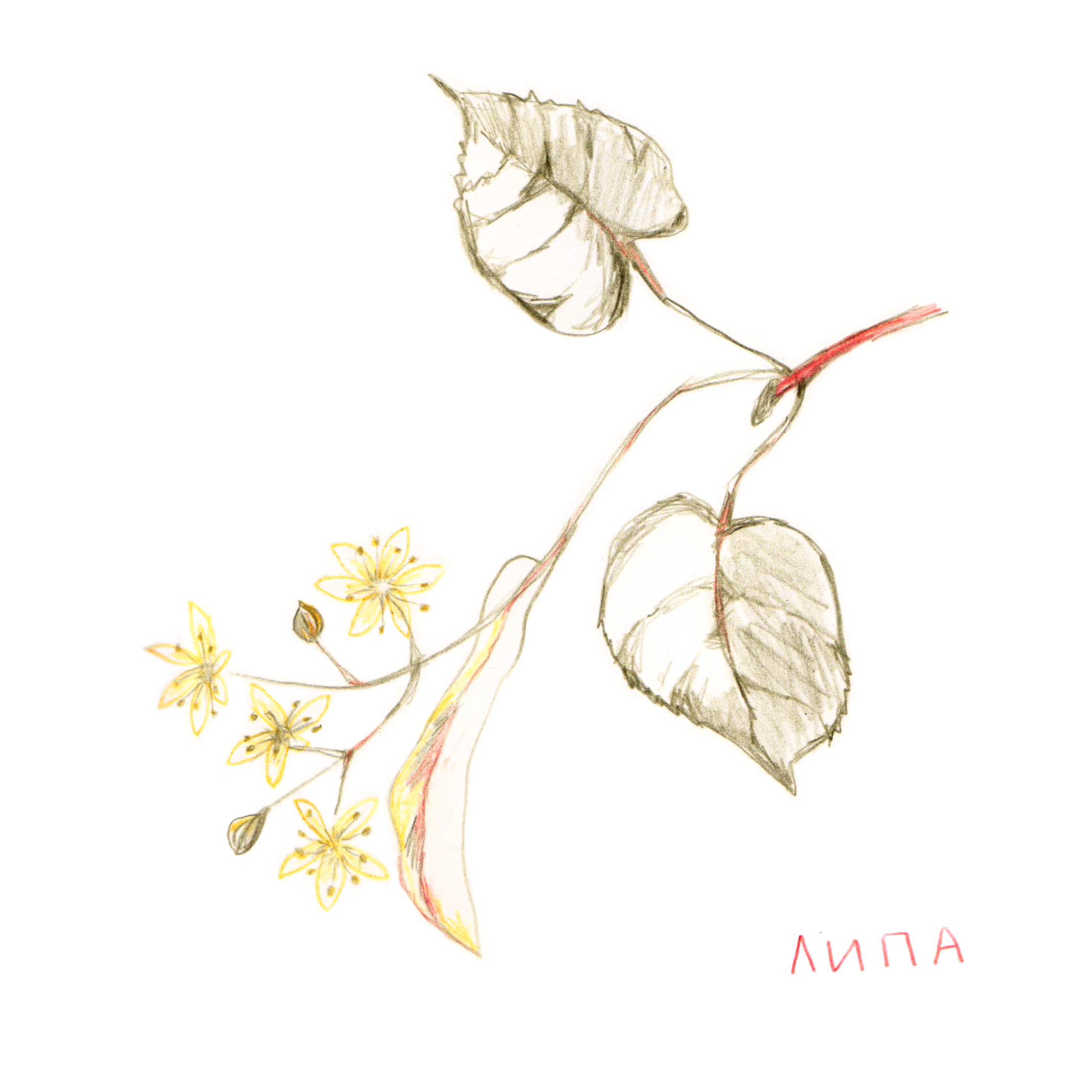 Липовый цвет