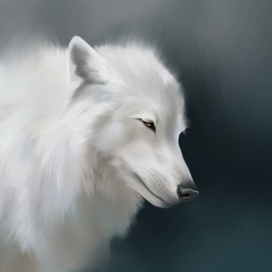 Полярный волк