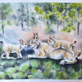 Семейство рысей